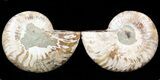 Sliced Fossil Ammonite Pair - Agatized #39577-1